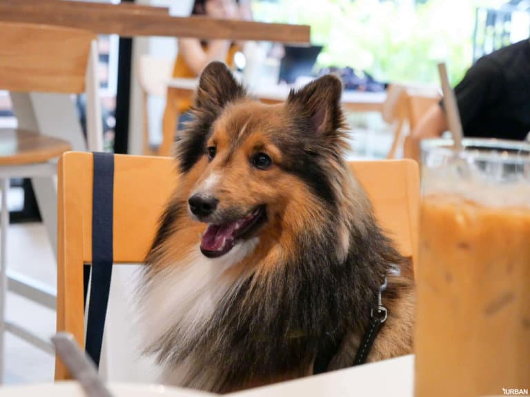 21 Dog Friendly Cafes in Bangkok: Which Ones Are Interesting? Let's see together Pawrents! 1