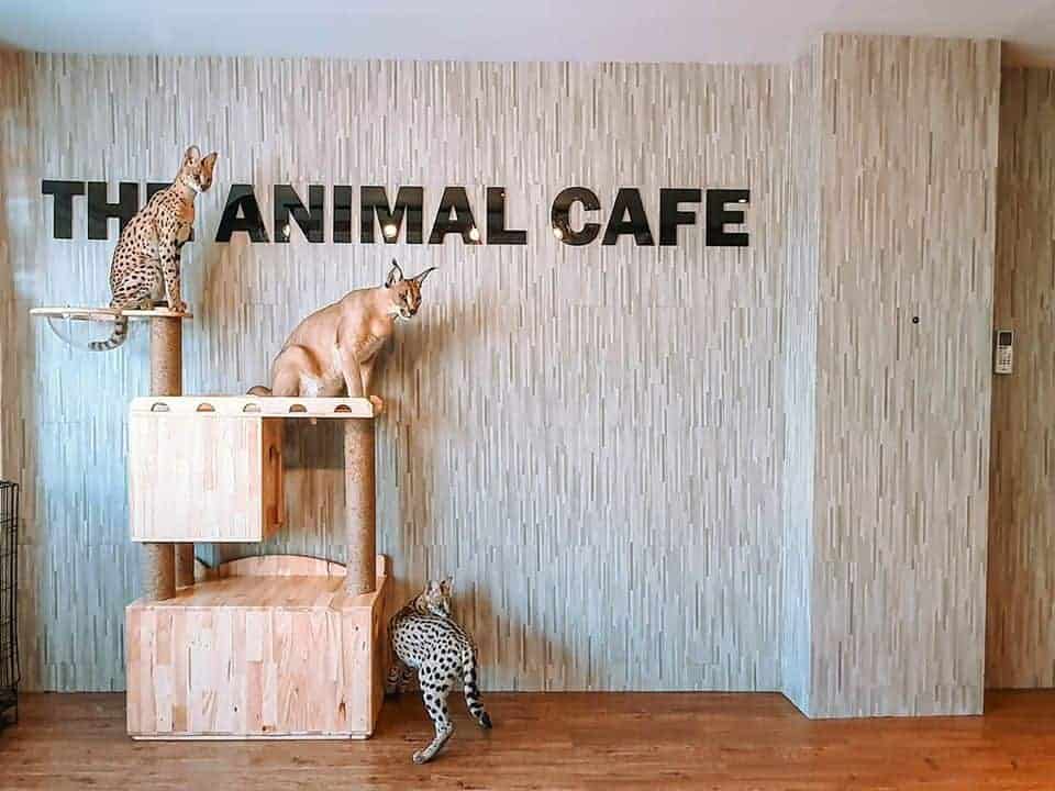 The Animal Cafe Restaurant 8