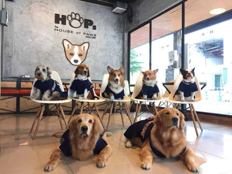 HoPs Dog Cafe 1