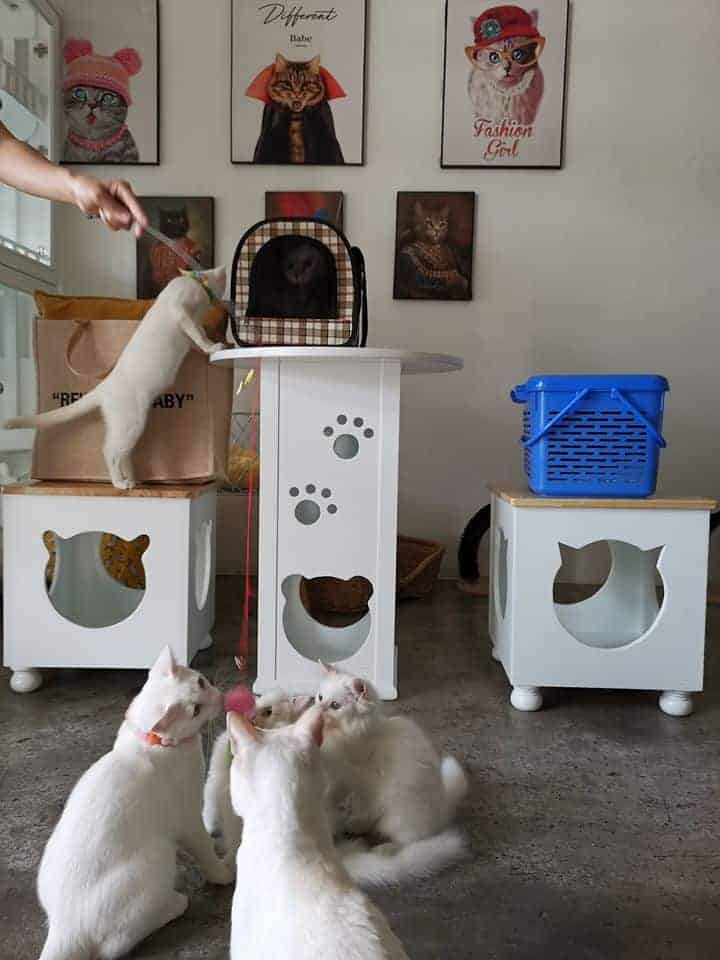 Purrfect CATS Hotel 7