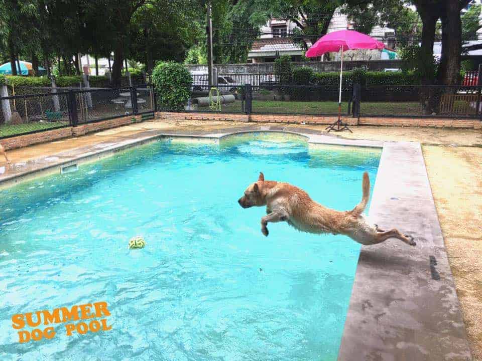 Summer Dog Pool 5