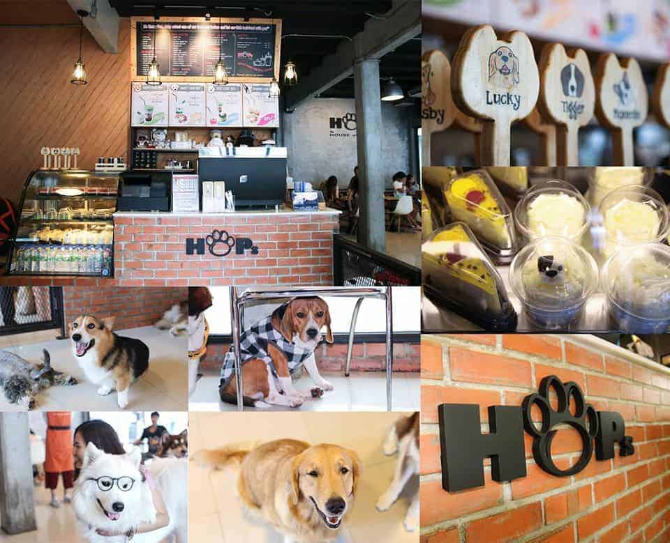 HoPs Dog Cafe 4