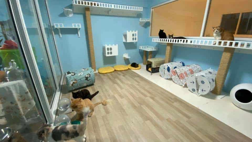 Purrfect CATS Hotel 3