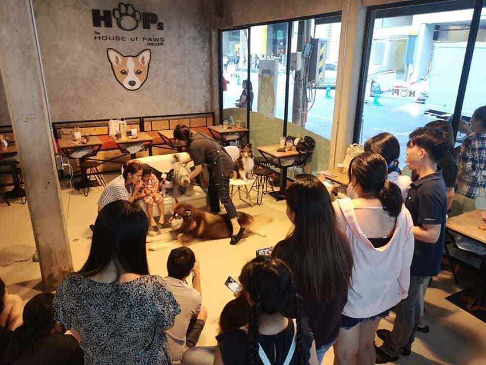 HoPs Dog Cafe 6