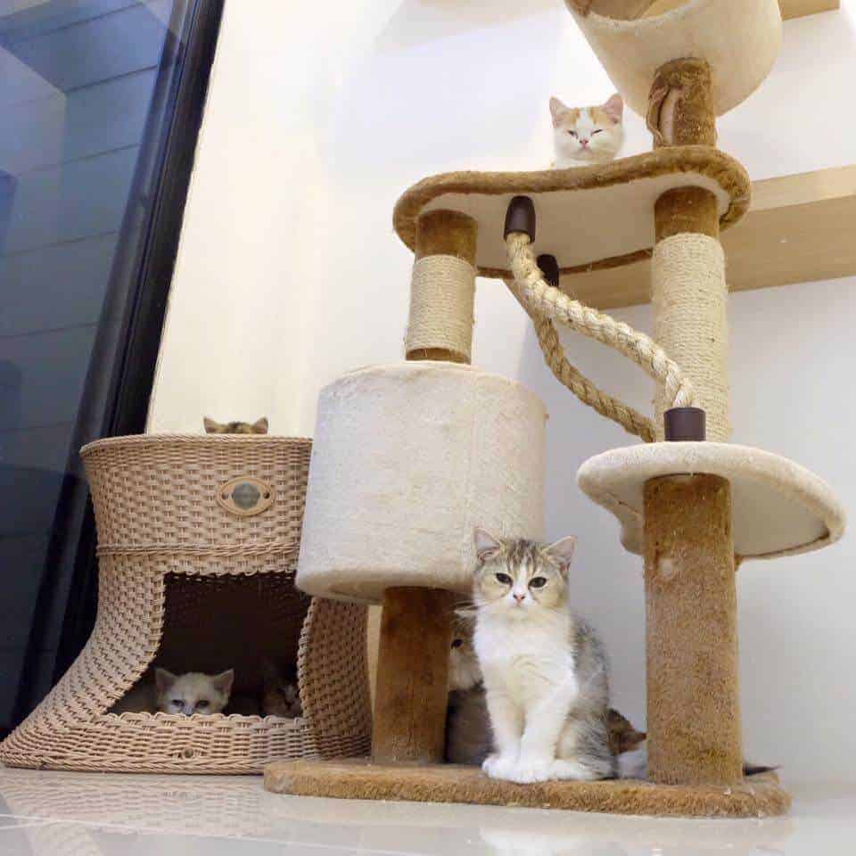 โรงแรมแมว Cat Hoteru 3