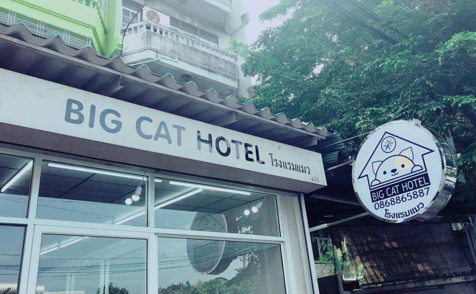 Big Cat Hotel 1