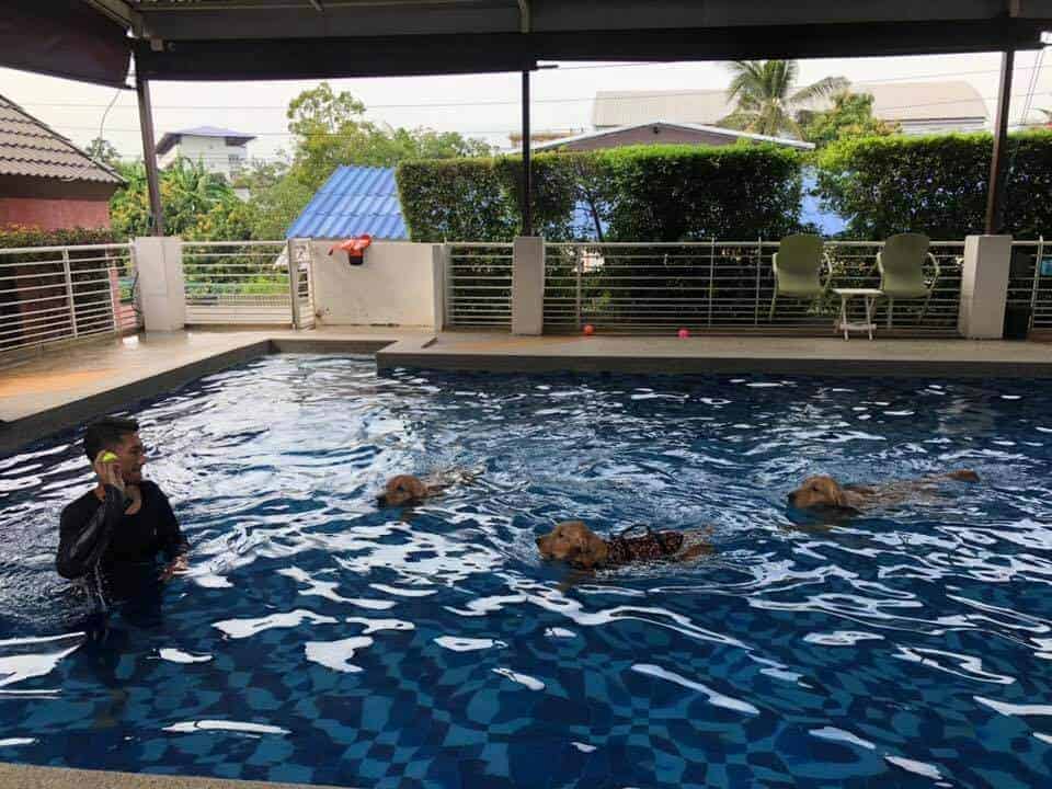 Cotton Dog Resort and Care (นนทบุรี) 2