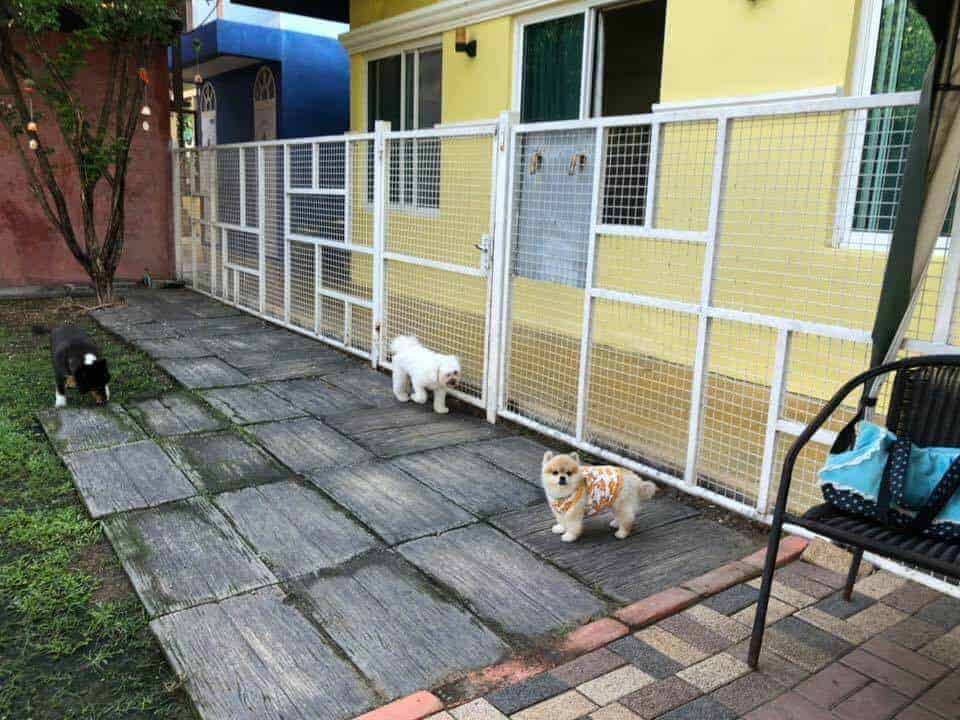 Cotton Dog Resort and Care (นนทบุรี) 6