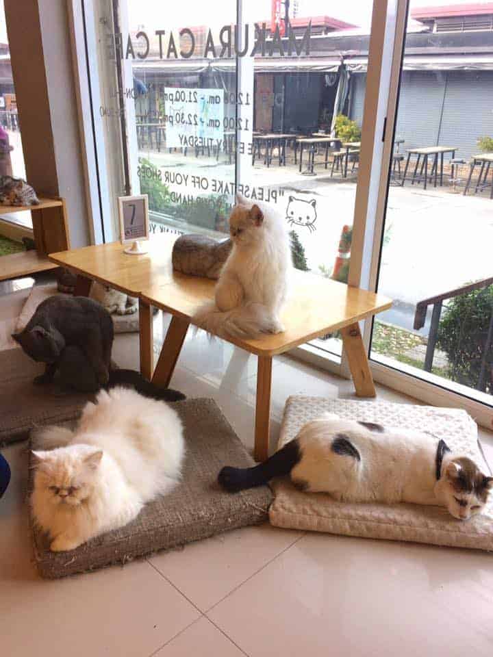 Makura Cat Cafe' 8