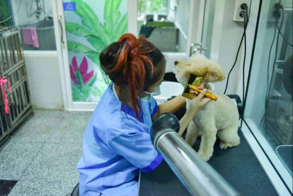 โรงพยาบาลสัตว์ทองหล่อ รามอินทรา Thonglor Pet Hospital Ramintra 1