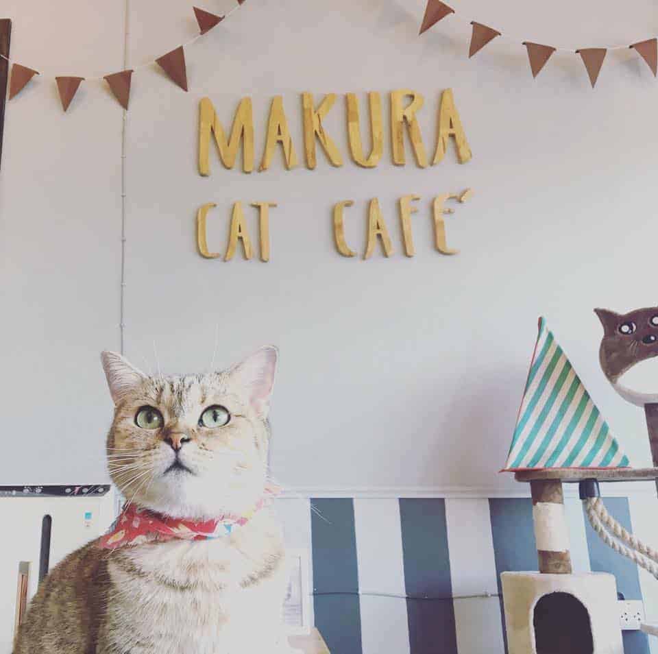 Makura Cat Cafe' 7