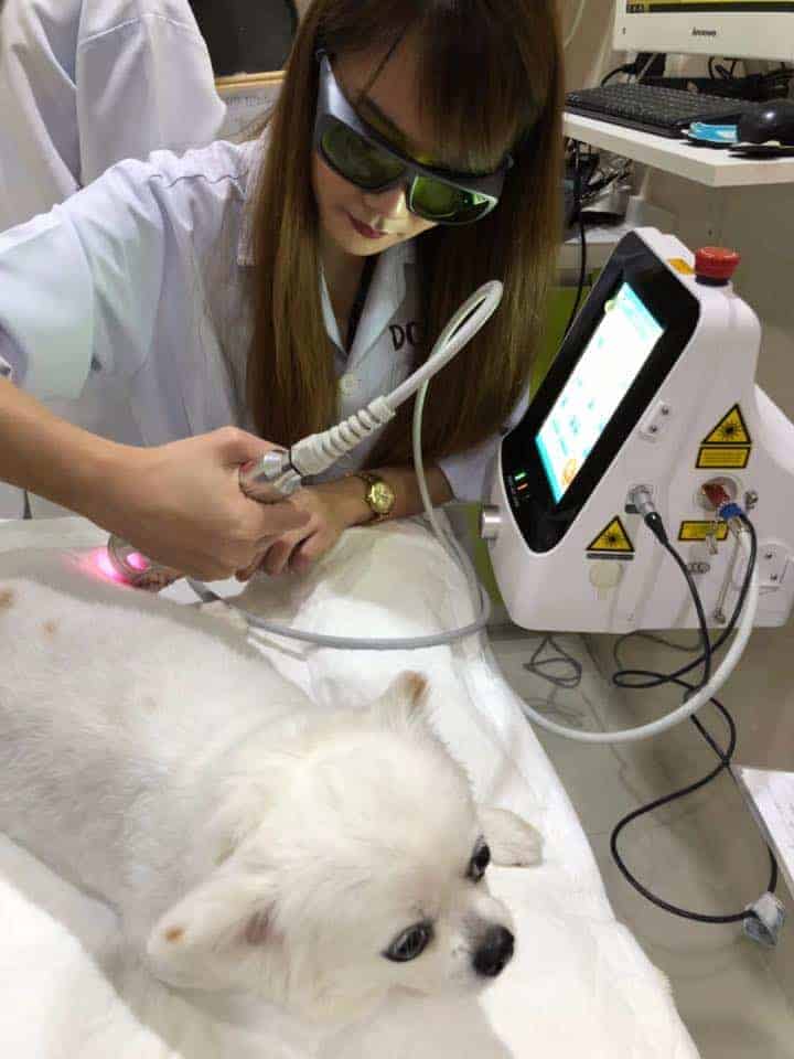 โรงพยาบาลสัตว์หมาแมวยิ้มแฉ่ง 9