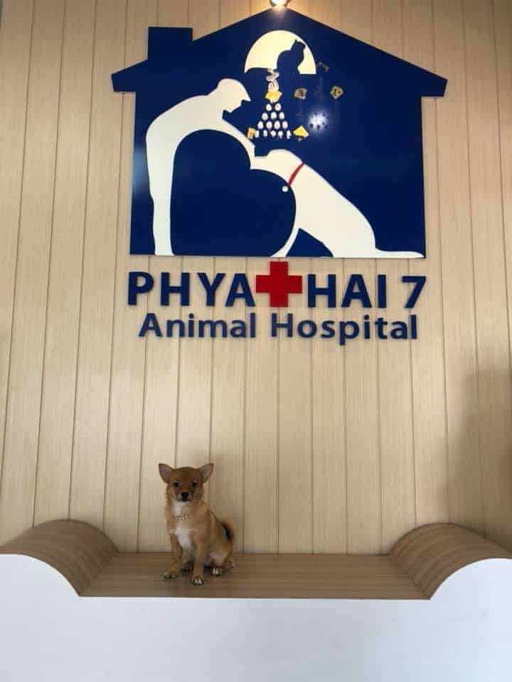 โรงพยาบาลสัตว์พญาไท 7 Phyathai 7 Animal Hospital 8