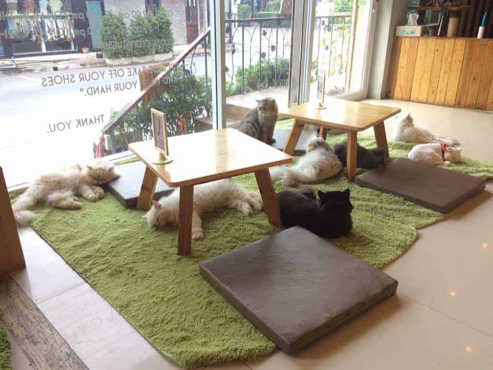 Makura Cat Cafe' 5