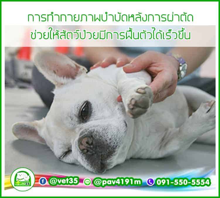 โรงพยาบาลสัตว์ประชาชื่น 35 Vet Prachacheun 35 4