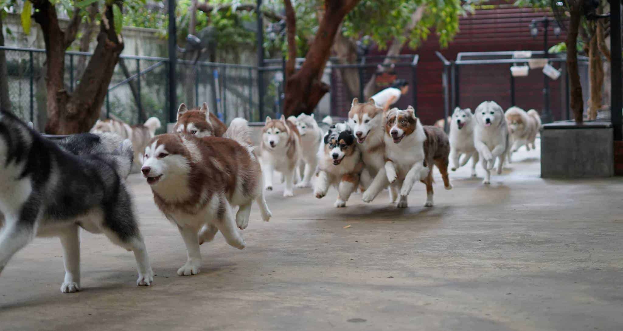 TrueLove at Neverland รีวิว Petmap.co ค้นหาร้านและที่เที่ยวสุนัขเข้าได้