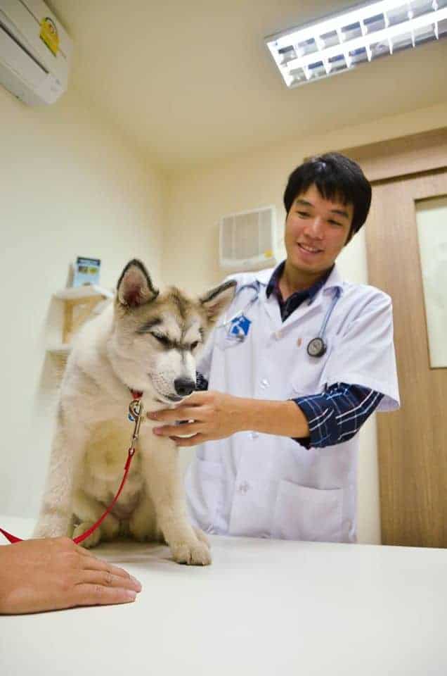 โรงพยาบาลสัตว์พญาไท 7 Phyathai 7 Animal Hospital 5