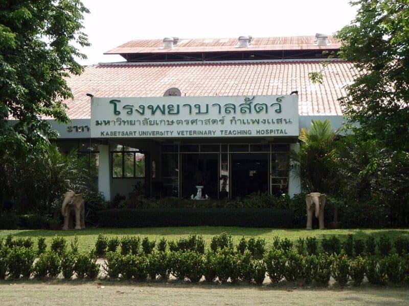 โรงพยาบาลสัตว์มหาวิทยาลัยเกษตรศาสตร์ กำแพงแสน Vet Ku Kps 1
