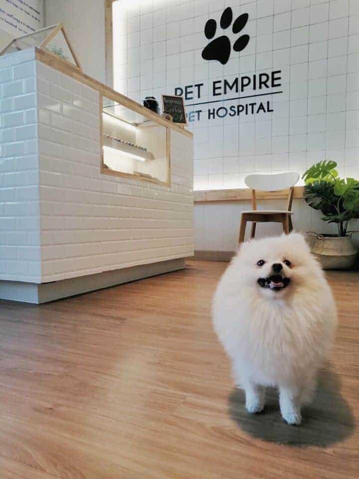 โรงพยาบาลสัตว์เพ็ทเอ็มไพร์ Pet Empire Boutique Pet Hospital 4
