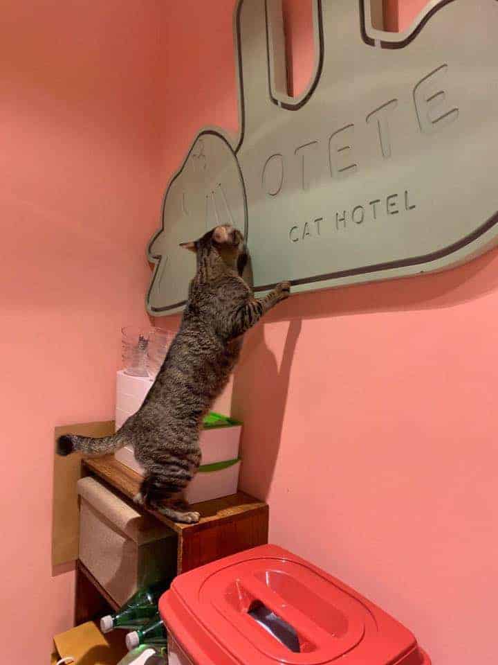 Otete Cat Hotel 9