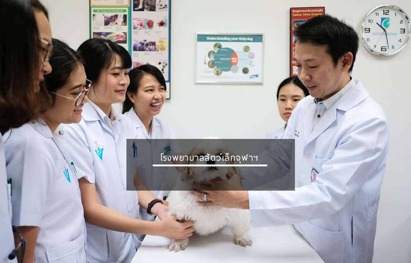 โรงพยาบาลสัตว์จุฬา (โรงพยาบาลสัตว์เล็กจุฬา) Small Animal Hospital Chulalongkorn University 1