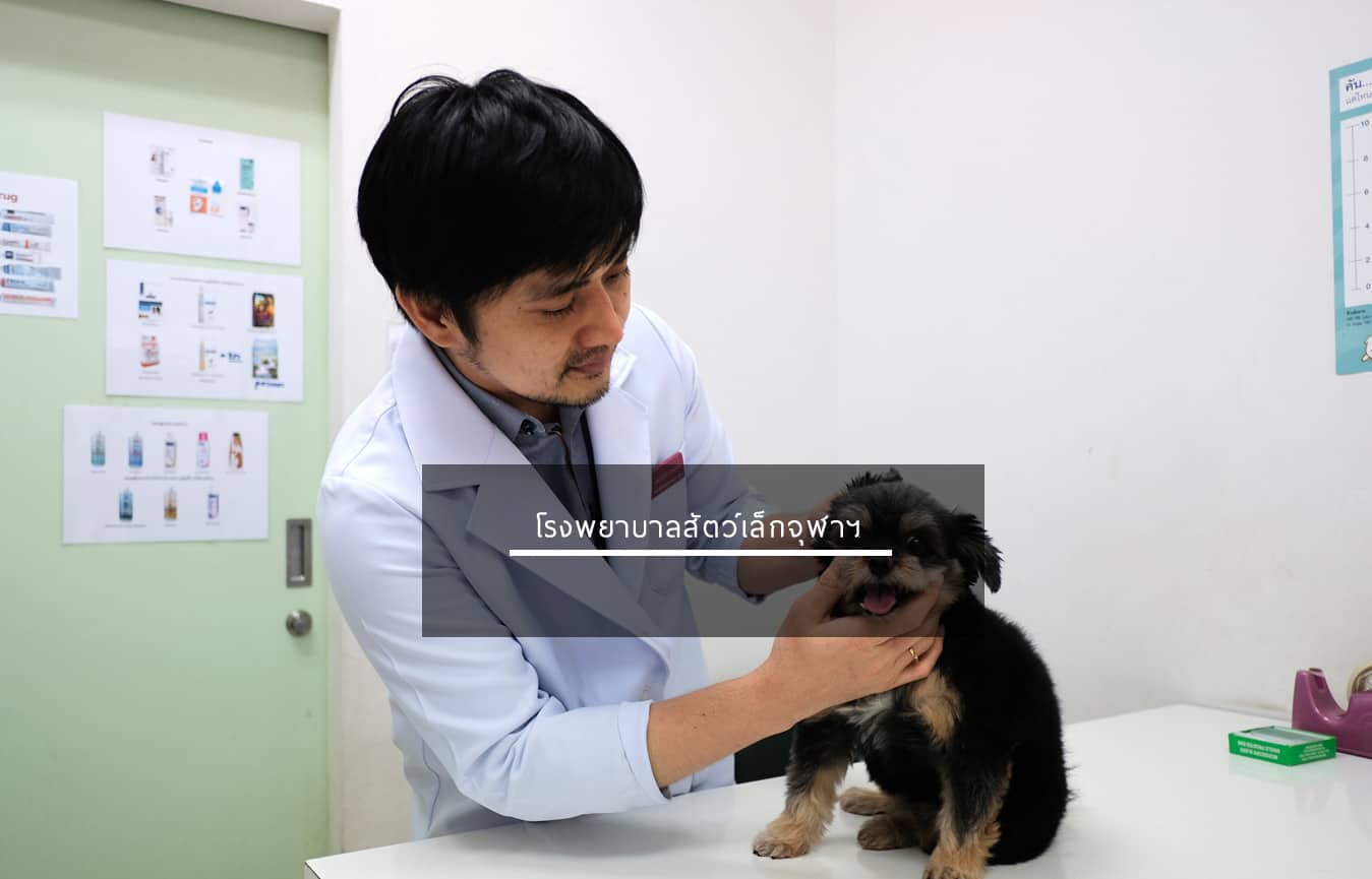 โรงพยาบาลสัตว์จุฬา (โรงพยาบาลสัตว์เล็กจุฬา) Small Animal Hospital Chulalongkorn University 2