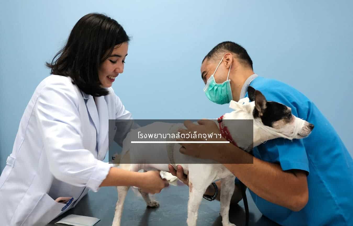 โรงพยาบาลสัตว์จุฬา (โรงพยาบาลสัตว์เล็กจุฬา) Small Animal Hospital Chulalongkorn University 4