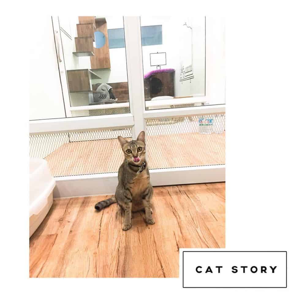 CAT STORY (แคท สตอรี่) Cat Hotel 2