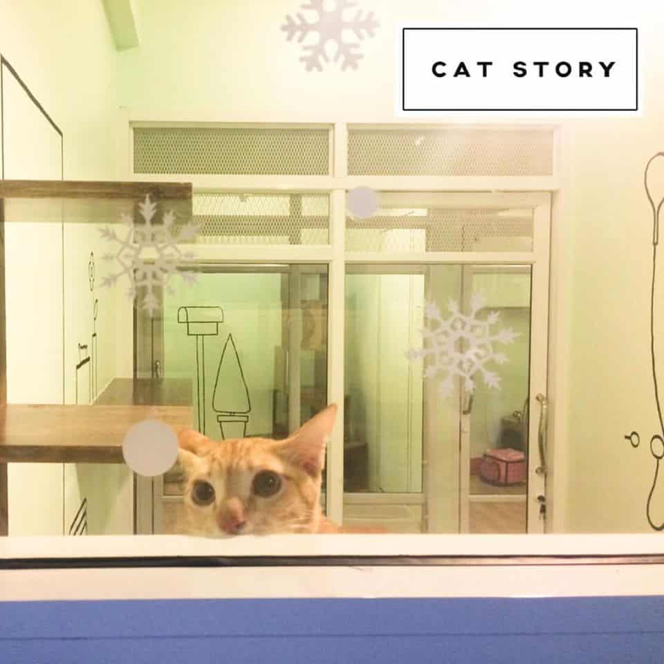 CAT STORY (แคท สตอรี่) Cat Hotel 5