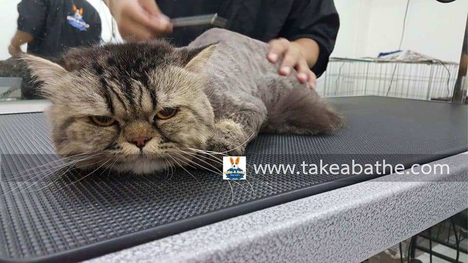 Take a Bath (ร้านเสริมสวย แมว-หมา) 4