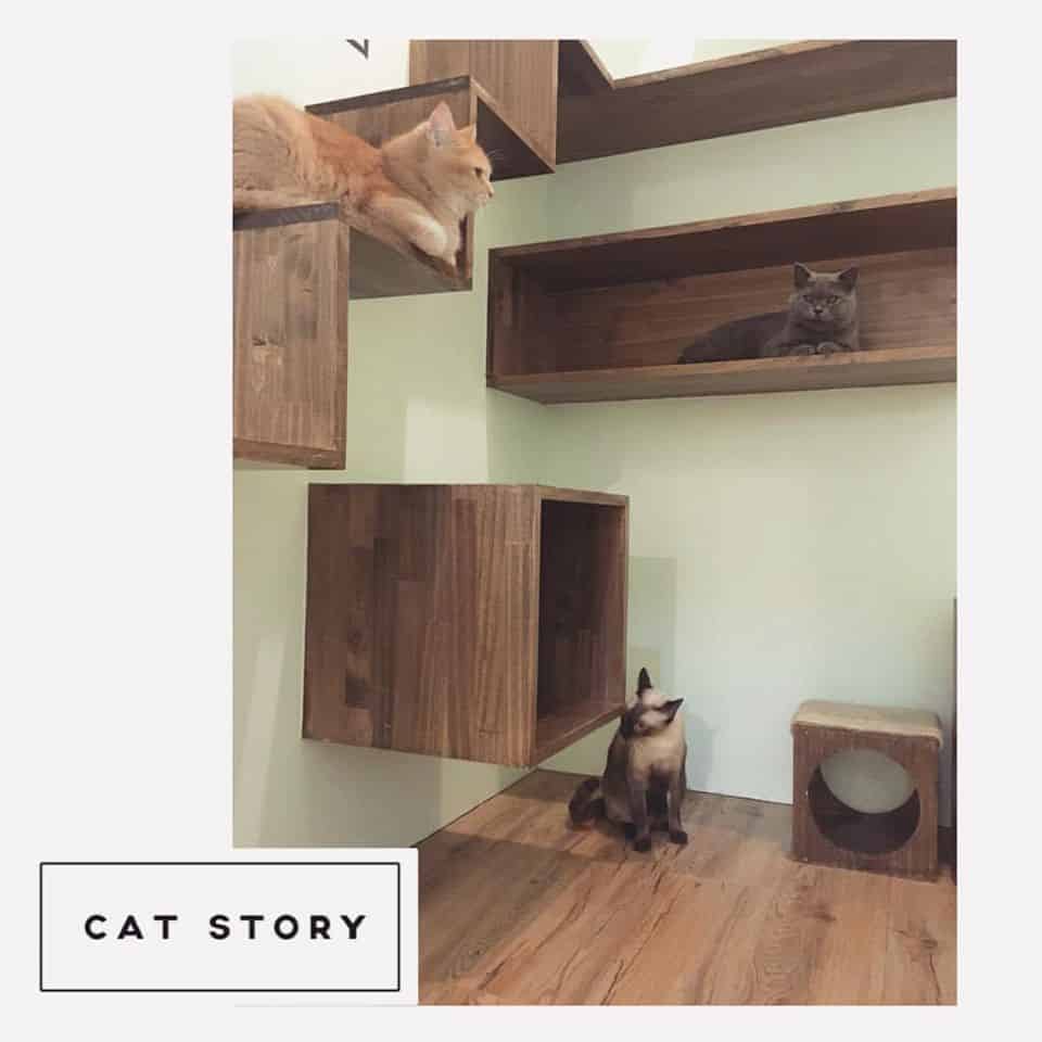 CAT STORY (แคท สตอรี่) Cat Hotel 7
