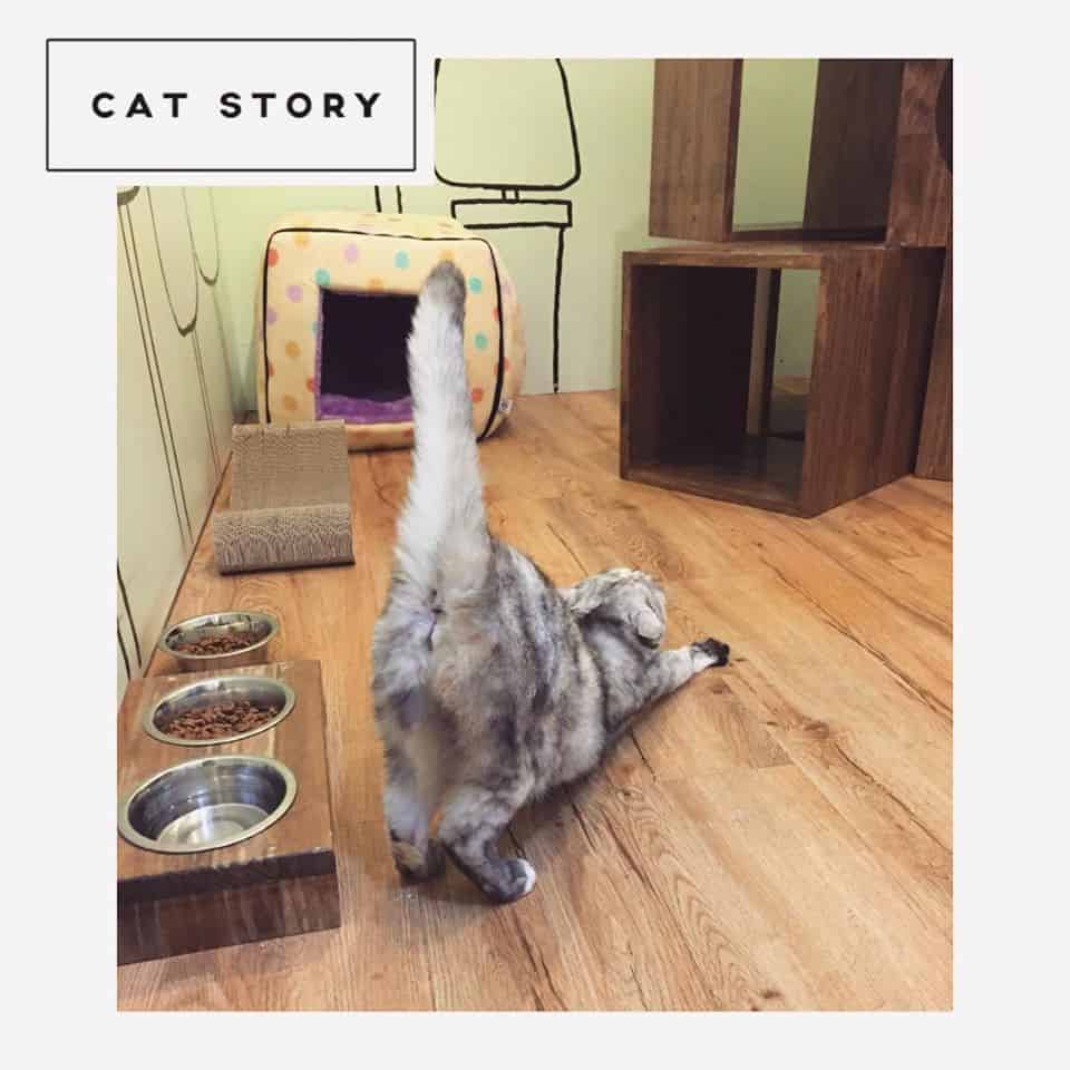 CAT STORY (แคท สตอรี่) Cat Hotel 8