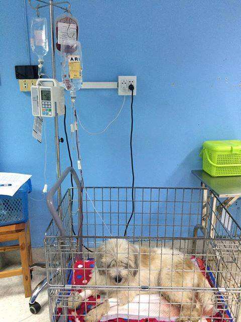 Erawan Pets Hospital (โรงพยาบาลสัตว์เอราวัณ ศูนย์ลพบุรี) 1