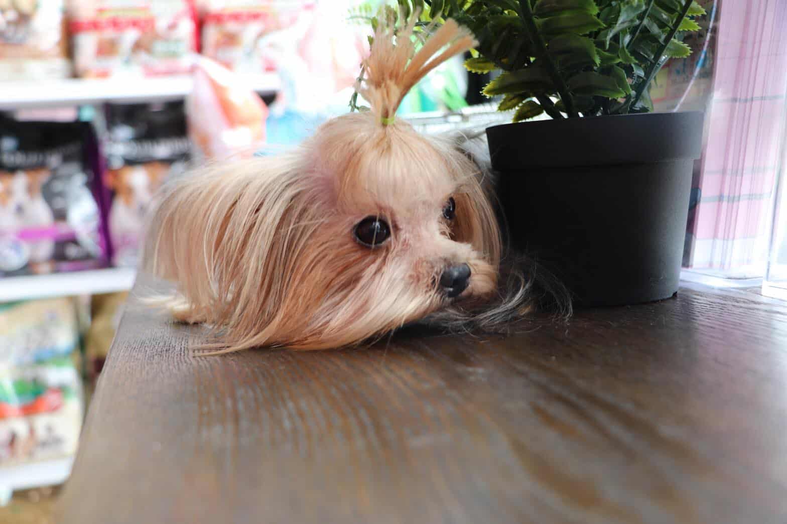 Hello puppy grooming & cafe (ซอยนัมเบอร์วัน-ราม2) 2