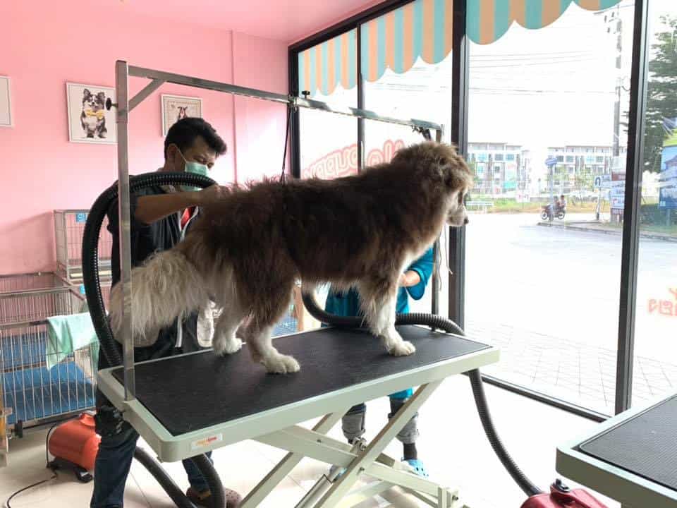 Hello puppy grooming & cafe (ซอยนัมเบอร์วัน-ราม2) 7