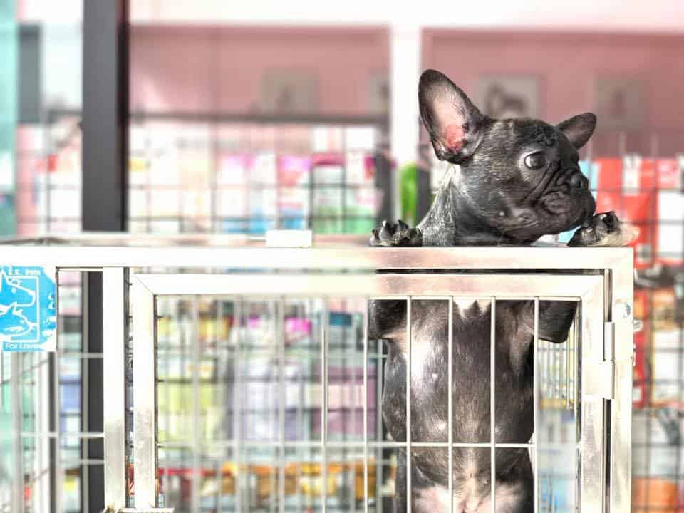 Hello puppy grooming & cafe (ซอยนัมเบอร์วัน-ราม2) 8