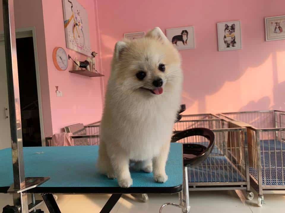 Hello puppy grooming & cafe (ซอยนัมเบอร์วัน-ราม2) 9