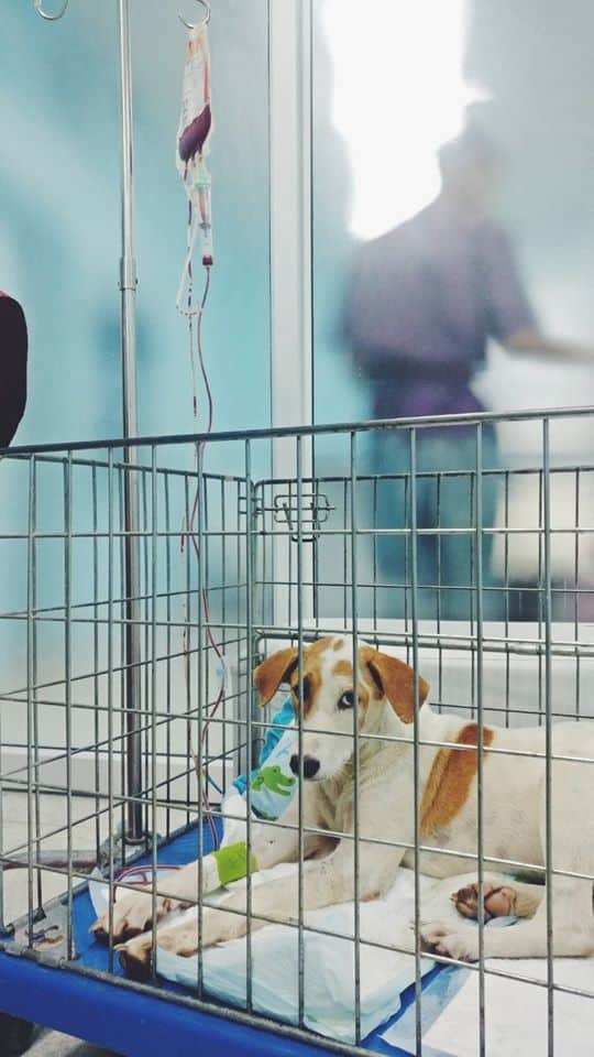 Erawan Pets Hospital (โรงพยาบาลสัตว์เอราวัณ ศูนย์ลพบุรี) 2