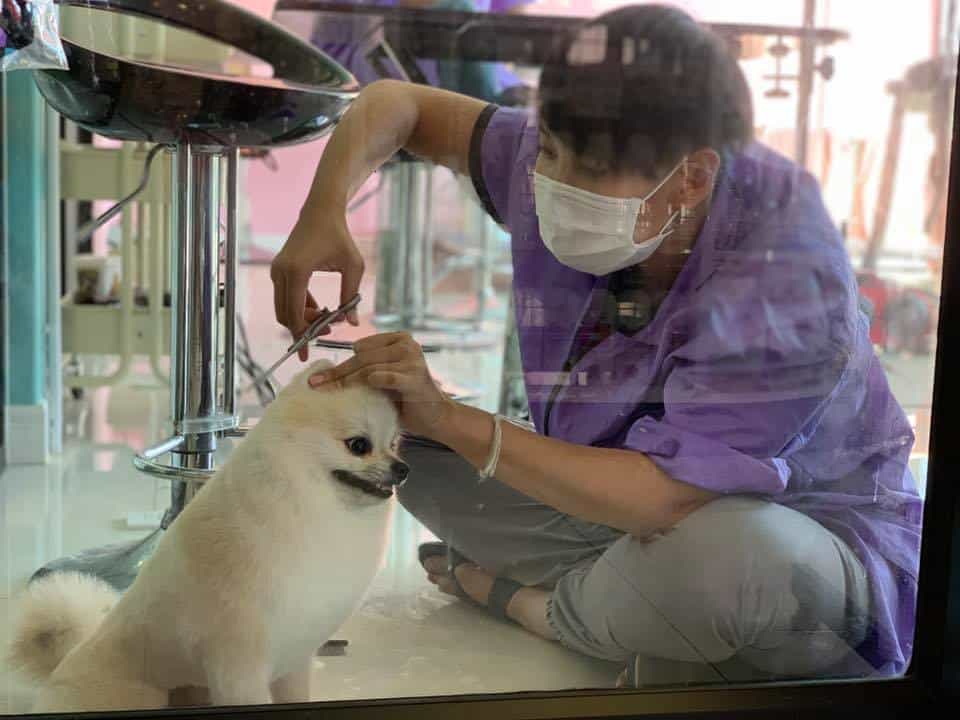 Hello puppy grooming & cafe (ซอยนัมเบอร์วัน-ราม2) 11