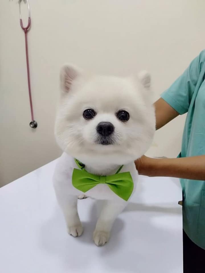 Suksiri Pet Hospital (โรงพยาบาลสัตว์สุขสิริ) 12