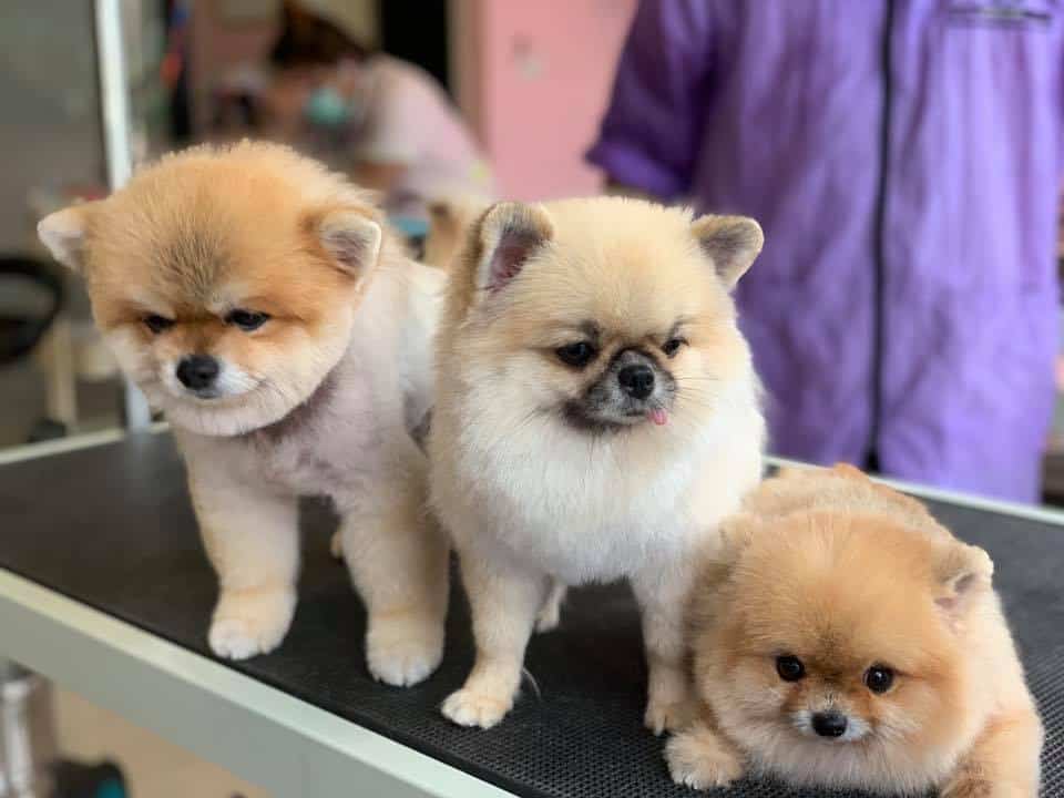 Hello puppy grooming & cafe (ซอยนัมเบอร์วัน-ราม2) 13