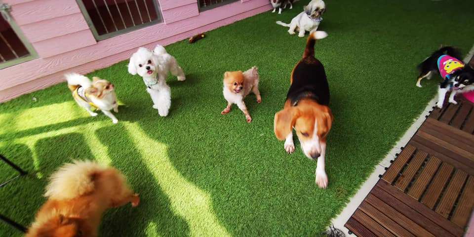 Hello puppy grooming & cafe (ซอยนัมเบอร์วัน-ราม2) 14