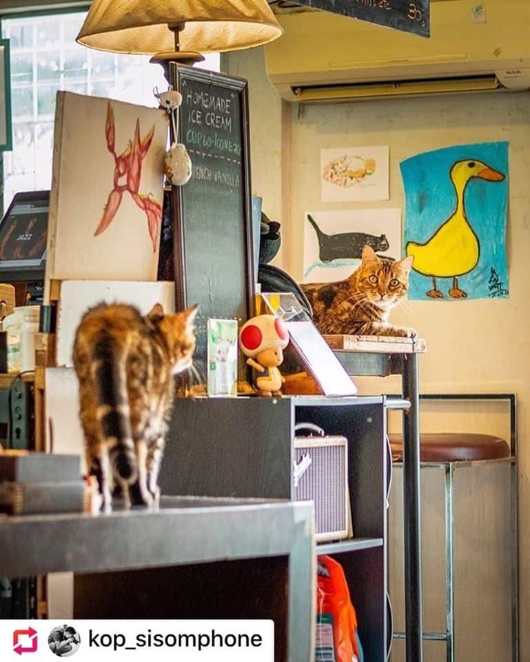 CatNip Cafe (แคทนิป คาเฟ่) Cat Cafe 9