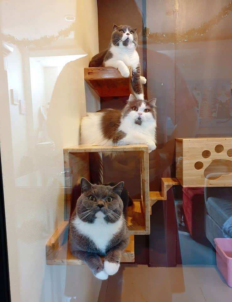 Moji Cat Hotel (มูจิ แคท โฮเทล) Cat Hotel 4