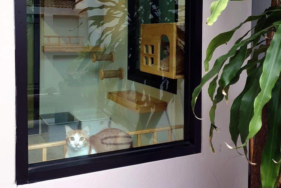 Moji Cat Hotel (มูจิ แคท โฮเทล) Cat Hotel 7