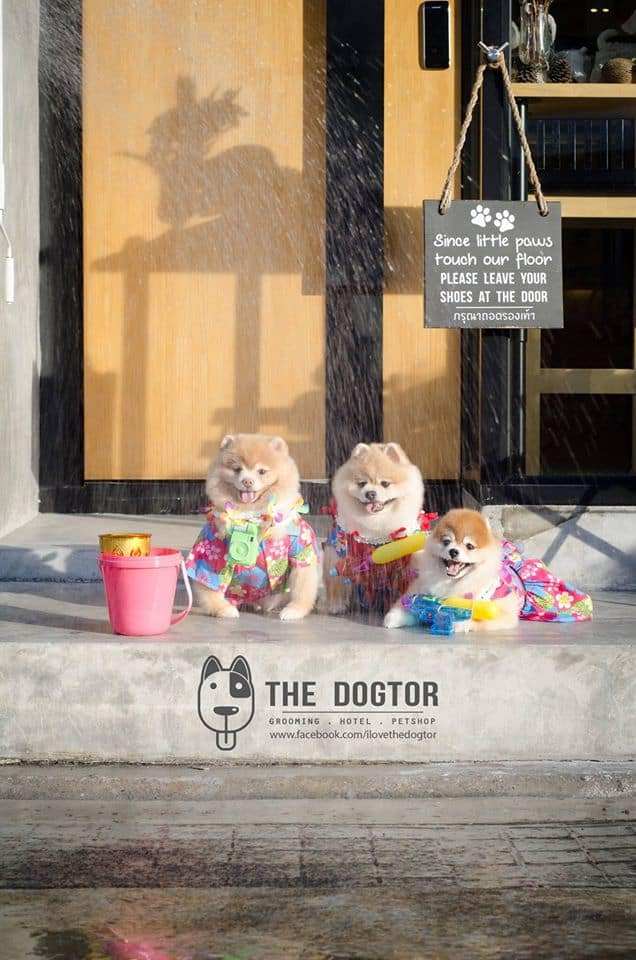 The Dogtor (เดอะ ด็อกเตอร์) Grooming+Dog Hotel+Pet shop 5