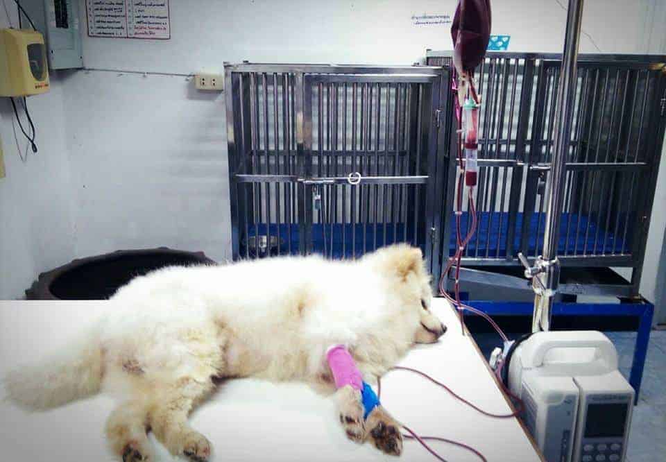 PPH 2 Pet Hospital (โรงพยาบาลสัตว์ประดิพัทธ์ 2) 3