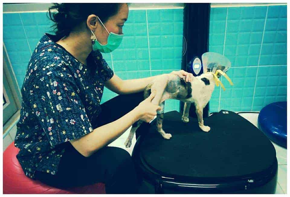 PPH 2 Pet Hospital (โรงพยาบาลสัตว์ประดิพัทธ์ 2) 4
