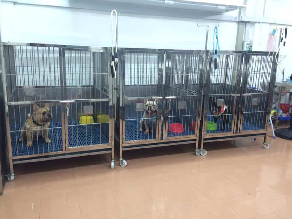 โรงพยาบาลสัตว์สยามเพ็ท Siam Pet Animal Hospital 5