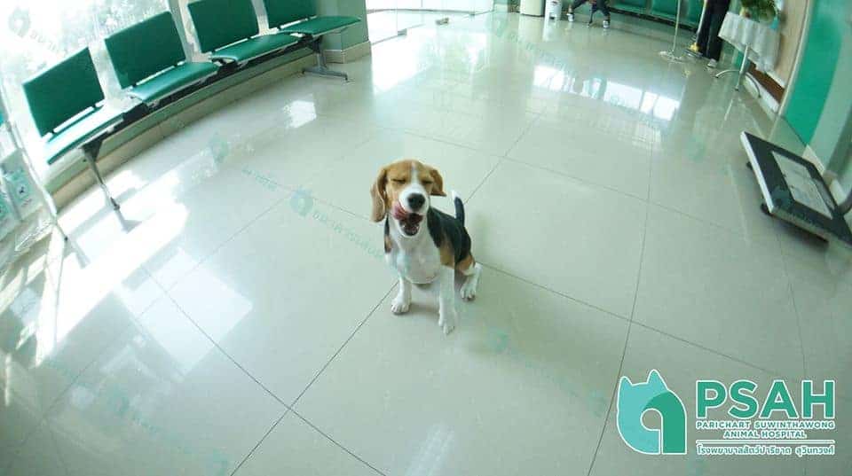 Parichart Suwinthawong Animal Hospital (โรงพยาบาลสัตว์ปาริชาต สุวินทวงศ์) 1